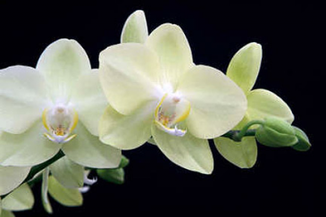 Phalaenopsis Orchid *call for colors available