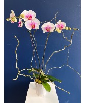 Phalaenopsis Orchid 1 plant  