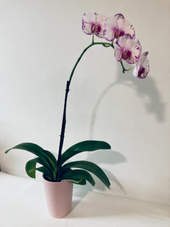 Phalaenopsis Orchid (18