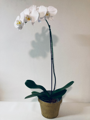 Phalaenopsis Orchid (24" - 28") Plant