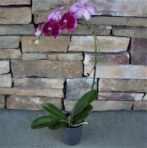 Phalaenopsis Orchid 3 blooming plant