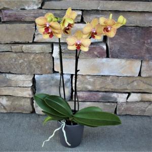 Phalaenopsis Orchid 4 blooming plant