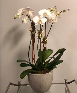 Phalaenopsis Orchid- 4 stems Flowering Plant
