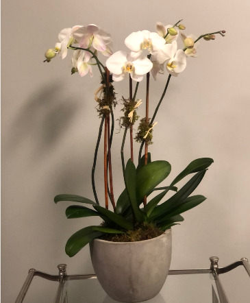 Phalaenopsis Orchid- 4 stems Flowering Plant in Darien, CT | DARIEN FLOWERS