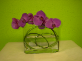 Phalaenopsis Orchid Luxury