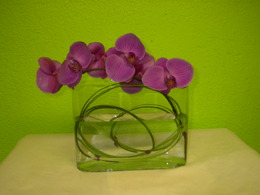 Phalaenopsis Orchid Luxury in Las Vegas, NV | AN OCTOPUS'S GARDEN