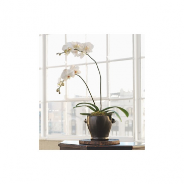 PHALAENOPSIS ORCHID
