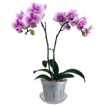 Phalaenopsis Orchid