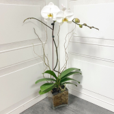 Phalaenopsis Orchid