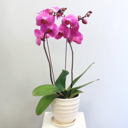 Phalaenopsis Orchid *Available in White/Lavender/Purple/ SUBJECT TO AVAILABILITY*