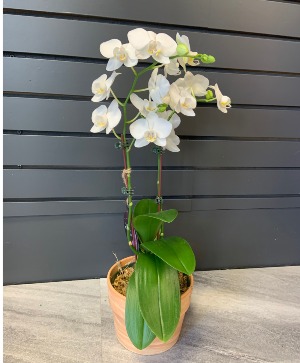 Phalaenopsis Orchid 