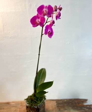 Phalaenopsis Orchid  in Huntsville, AL | Bishop's Flowers