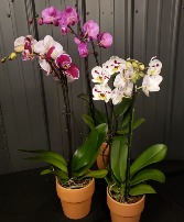 Phalaenopsis Orchid 