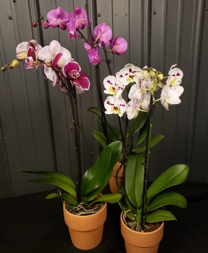 Phalaenopsis Orchid