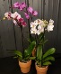 Phalaenopsis Orchid 