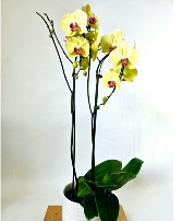 PHALAENOPSIS ORCHID 
