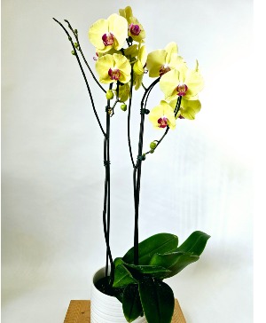 PHALAENOPSIS ORCHID 