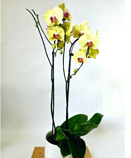 PHALAENOPSIS ORCHID 
