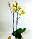 Purchase this funeral home arrangement