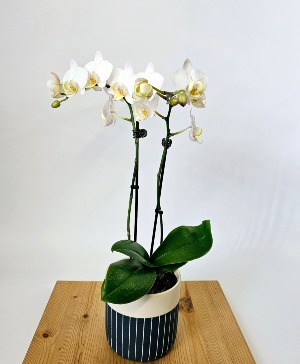 PHALAENOPSIS ORCHID 
