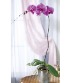 Phalaenopsis orchid plants