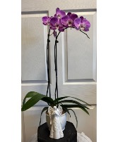 Phalaenopsis Orchid Angel 