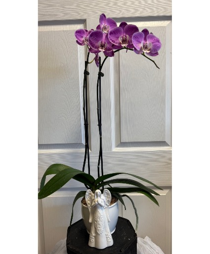 Phalaenopsis Orchid Angel 