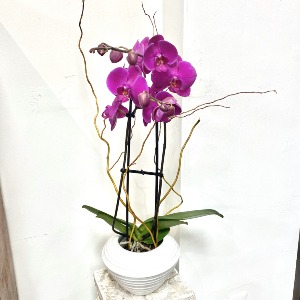 Phalaenopsis Orchid Available in White and Purple
