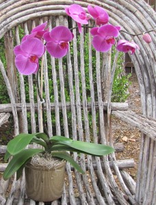  Phalaenopsis Orchid Blooming Plant