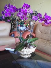 Phalaenopsis Orchid BLOOMING PLANT