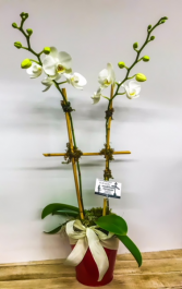 Phalaenopsis Orchid Blooming Plant