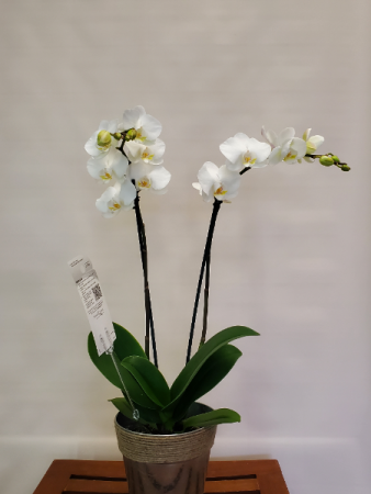 Phalaenopsis Orchid Blooming Plant