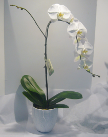 ELEGANT PHALAENOPSIS ORCHID Blooming Plant