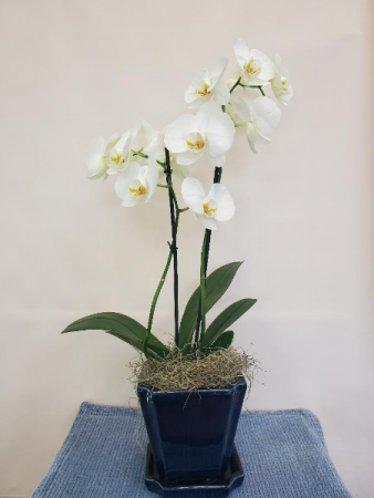 Phalaenopsis Orchid Blooming Plant in Lorton, VA | Gunston Flowers