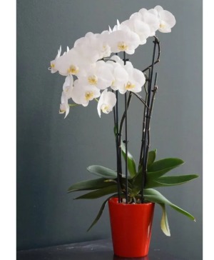 Phalaenopsis Orchid Butterfly orchid