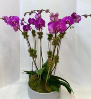 PHALAENOPSIS ORCHID COLLECTION POTTED PLANT