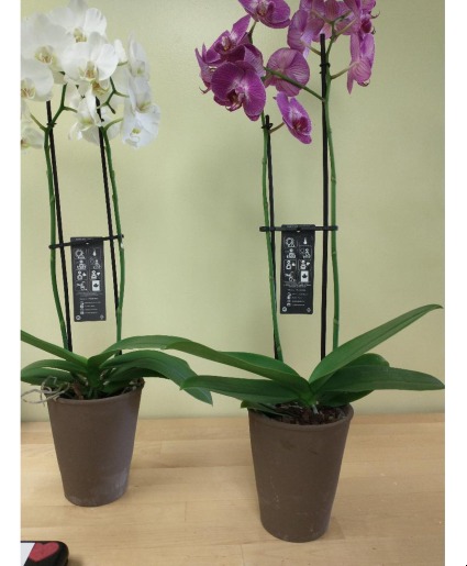 phalaenopsis orchid colors vary