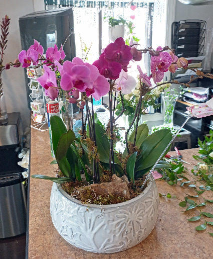 Phalaenopsis Orchid Designer's Choice