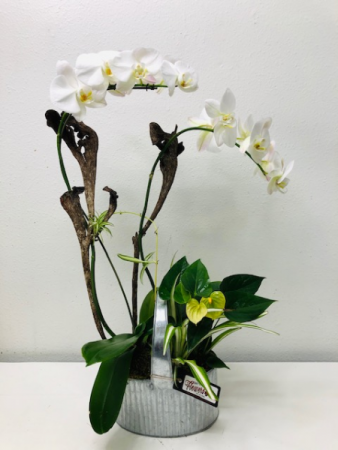 Phalaenopsis Orchid Dish Garden Dish Garden of Plants