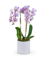 Phalaenopsis Orchid Flower Arrangement