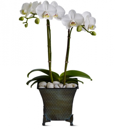 Phalaenopsis Orchid Flowering plant