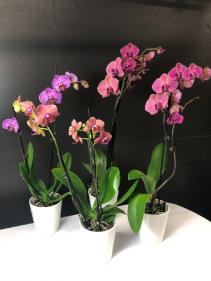 Phalaenopsis Orchid Flowering Plant