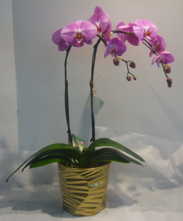 PHALAENOPSIS ORCHID House Plant