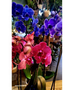 Phalaenopsis Orchid in Ceramic Pot  