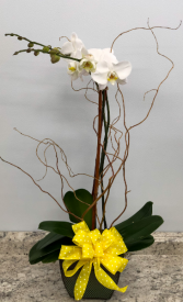 Phalaenopsis Orchid In Green Metal Container Plant