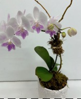 Phalaenopsis Orchid in White Ceramic Container 