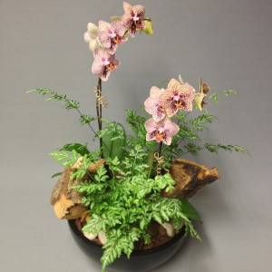 Phalaenopsis Orchid in Woodland Setting Dish Garden