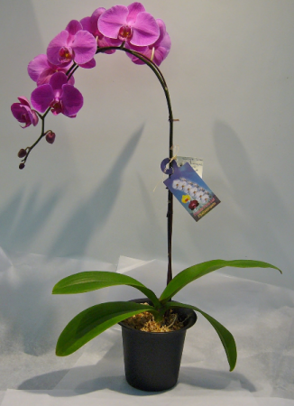 PHALAENOPSIS ORCHID Indoor Blooming Plant