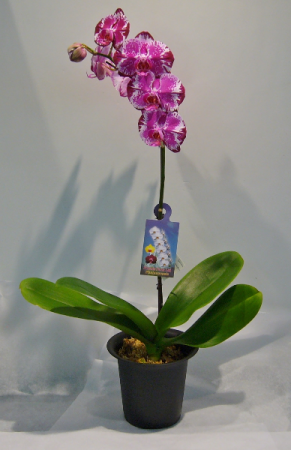 PHALAENOPSIS ORCHID Indoor Blooming Plant