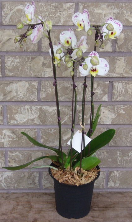 PHALAENOPSIS ORCHID Indoor Blooming Plant